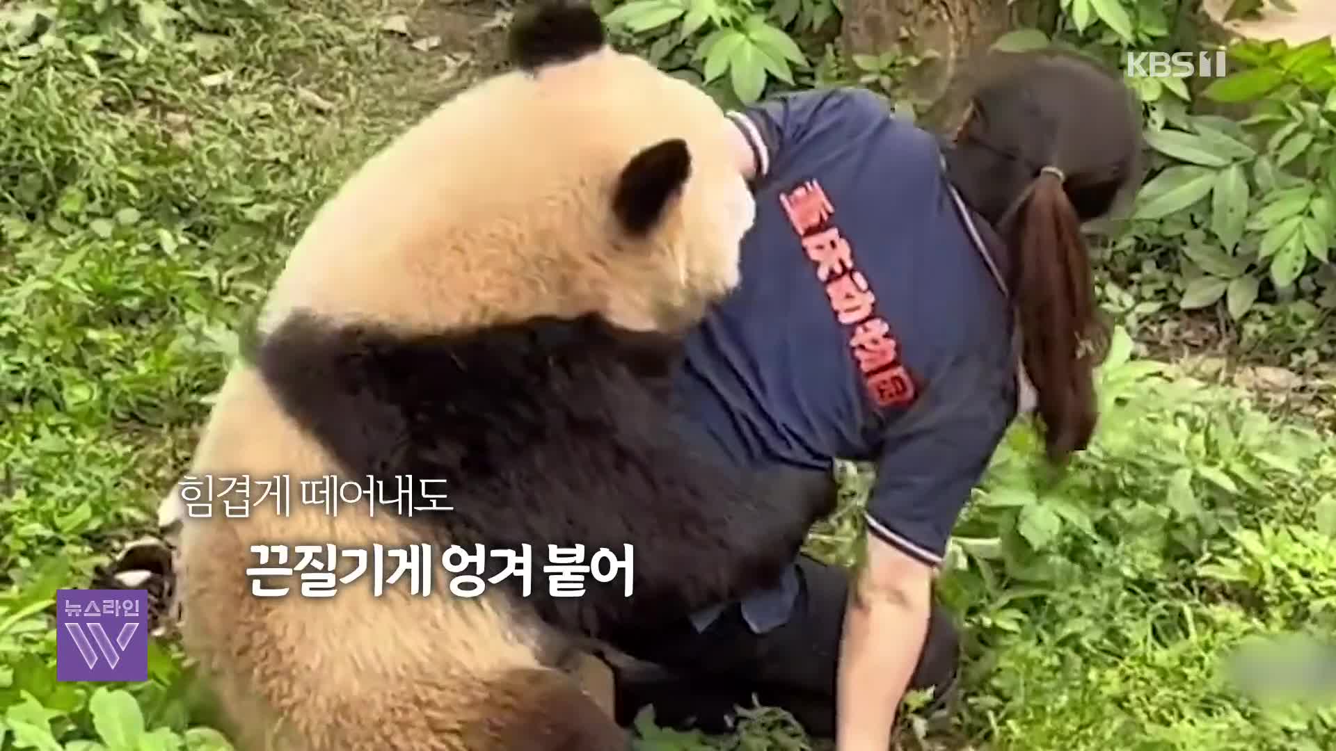 [오늘의 영상] 판다가 사육사 공격? 중국 동물원에서 벌어진 사건