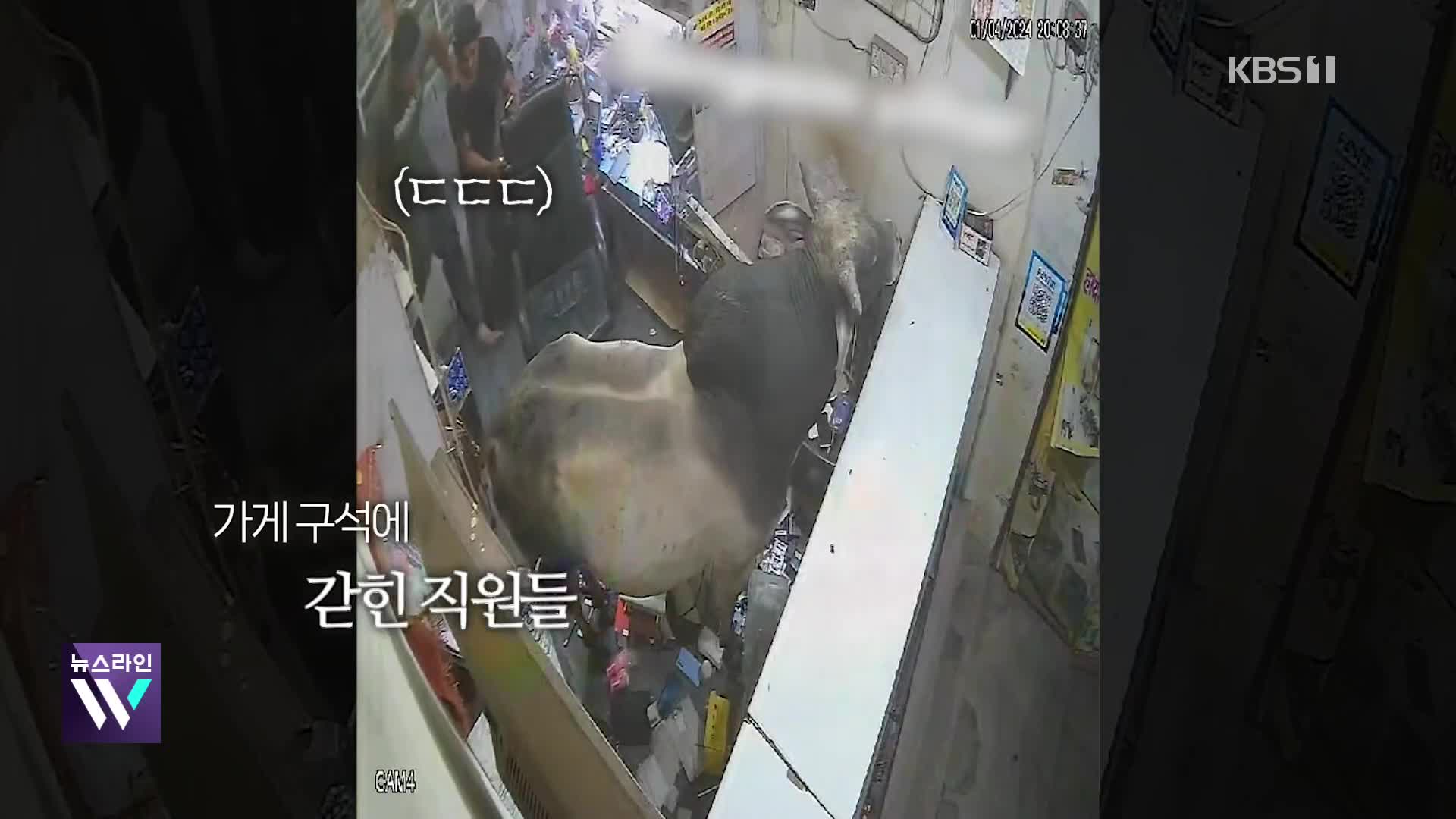 [오늘의 영상] ‘황소의 난?’ 가게에 난입한 황소