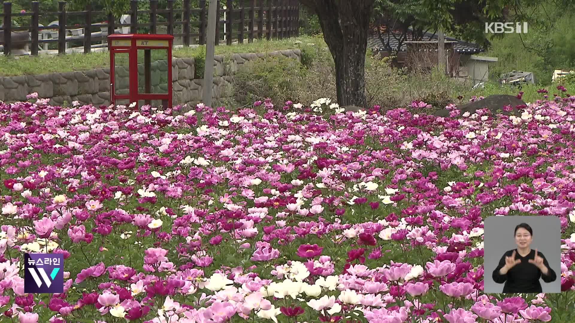 폐광지에 핀 ‘천만 송이, 작약’…‘신부의 꽃’ 축제로 비상