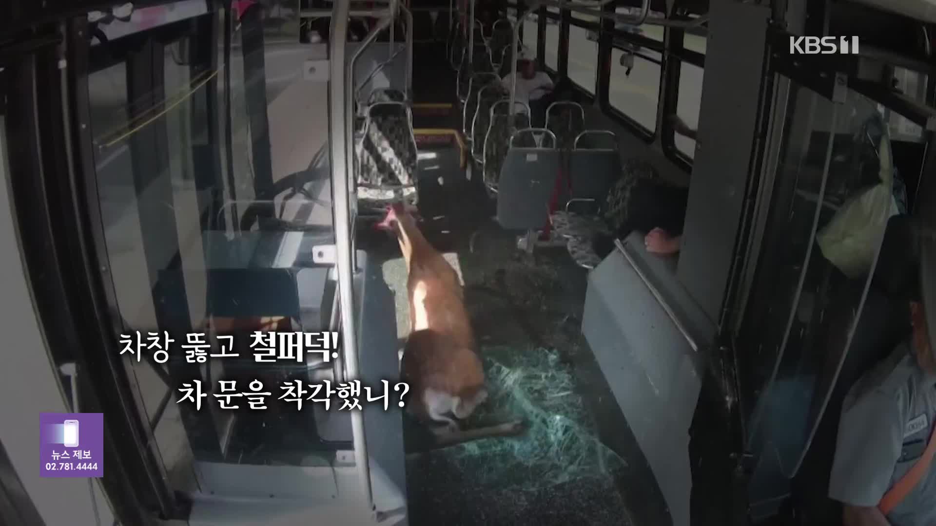 [오늘의 영상] “저도 태워주세요!” 버스로 몸통박치기한 사슴, 승객 혼비백산