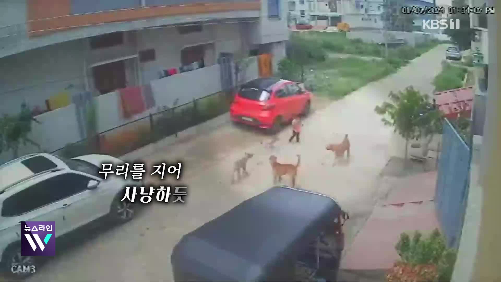 [오늘의 영상] ‘묻지 마’ 공격…떠돌이 개 비상!