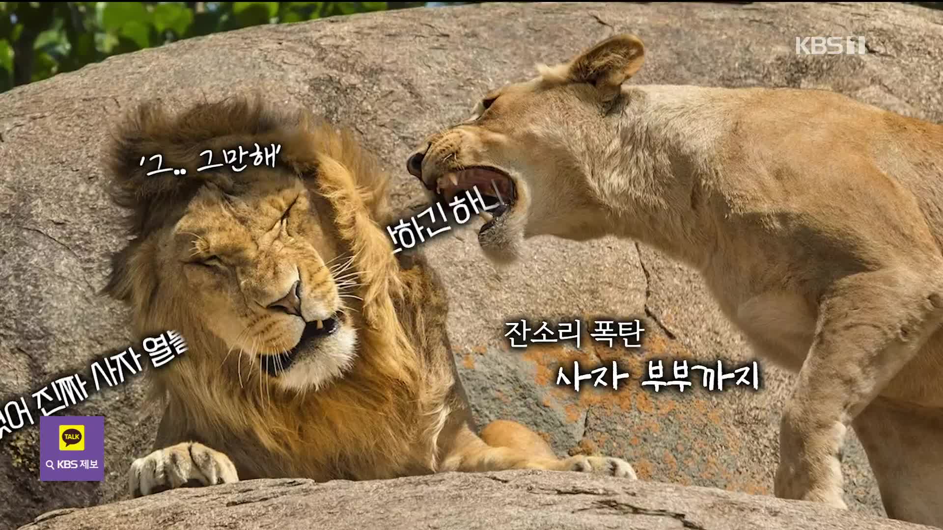 [오늘의 영상] 사랑스러운 동물들의 ‘빵’ 터지는 순간 포착