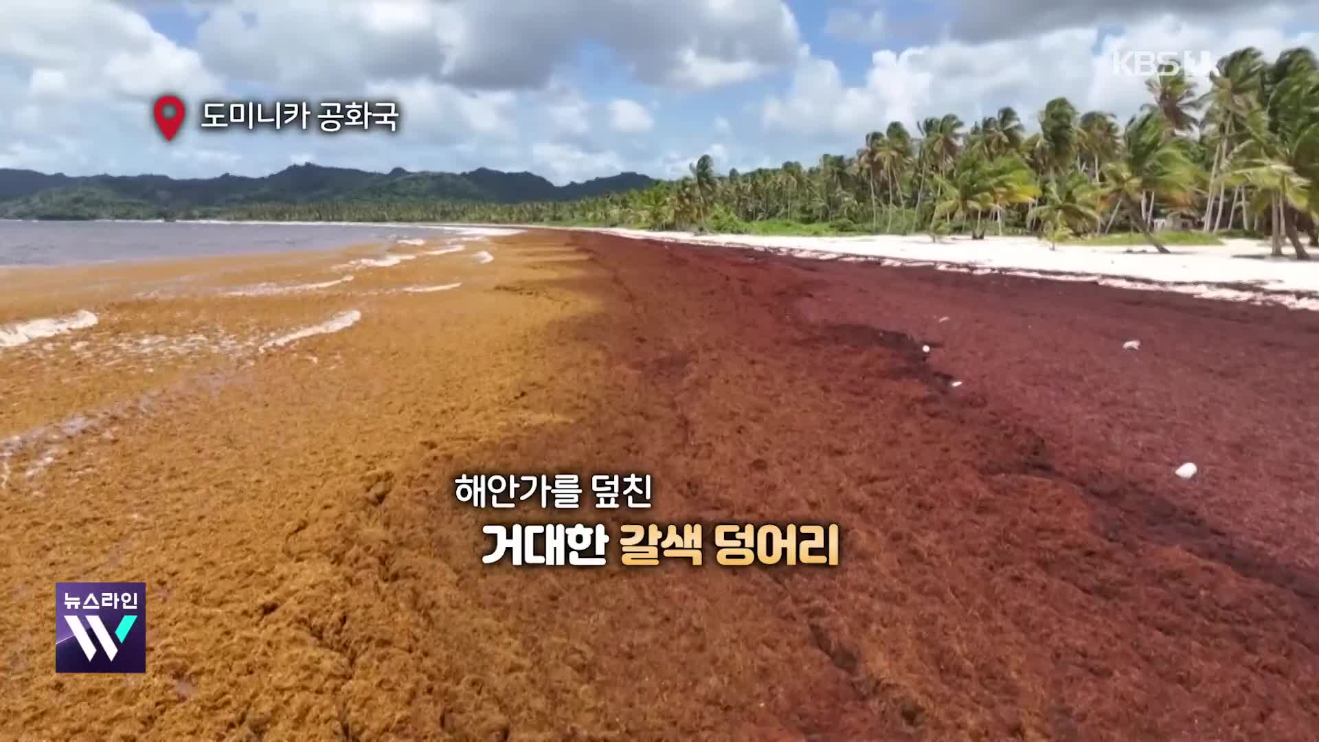 [오늘의 영상] 기후변화가 불러온 사르가숨의 역습…푸른바다를 위협하다