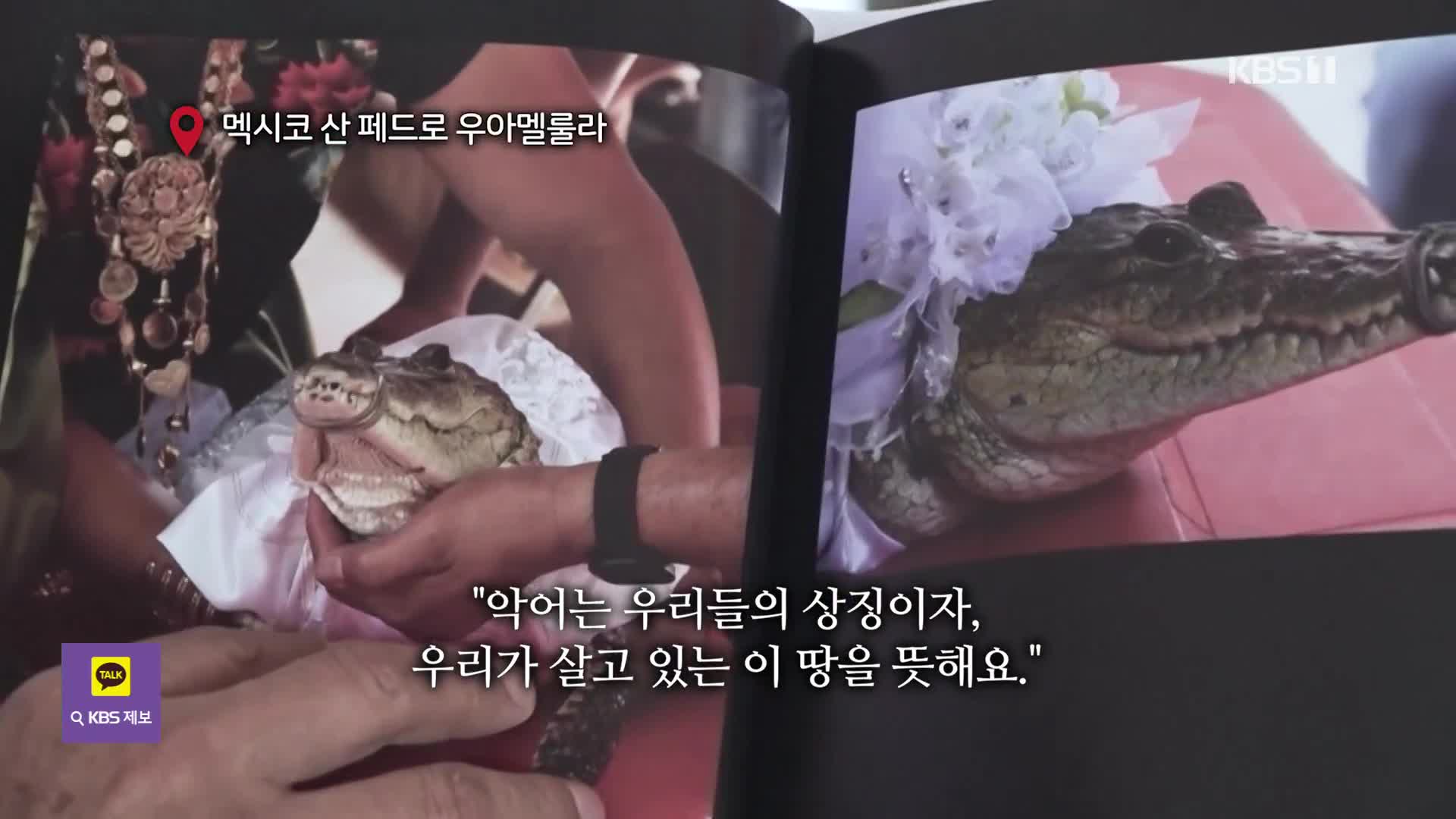 [오늘의 영상] 시장님 결혼 상대가 ‘악어’?!! 230년 전통 멕시코 ‘악어 결혼식’