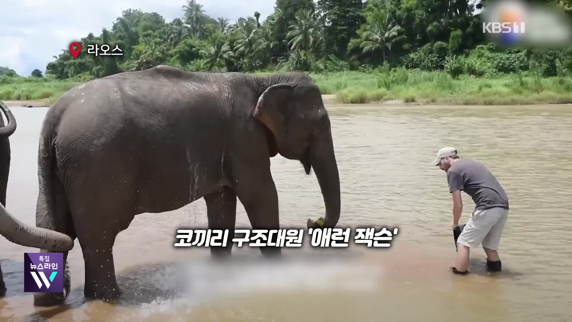 [오늘의 영상] 다큐 보고 라오스로 가 코끼리 20마리 구조한 남성