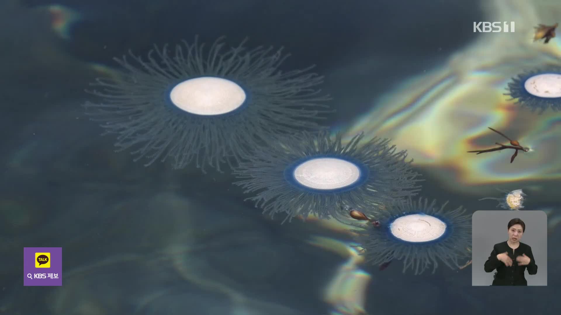 “너무 징그러워요” 제주 바다 뒤덮은 파란 해파리 떼