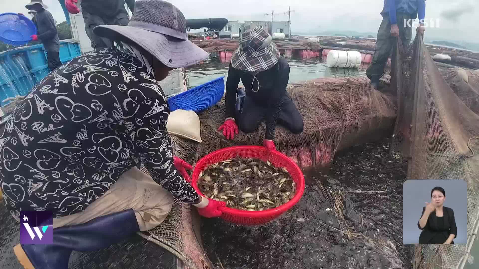 “떼죽음할 바엔 차라리”…물고기 84만 마리 방류
