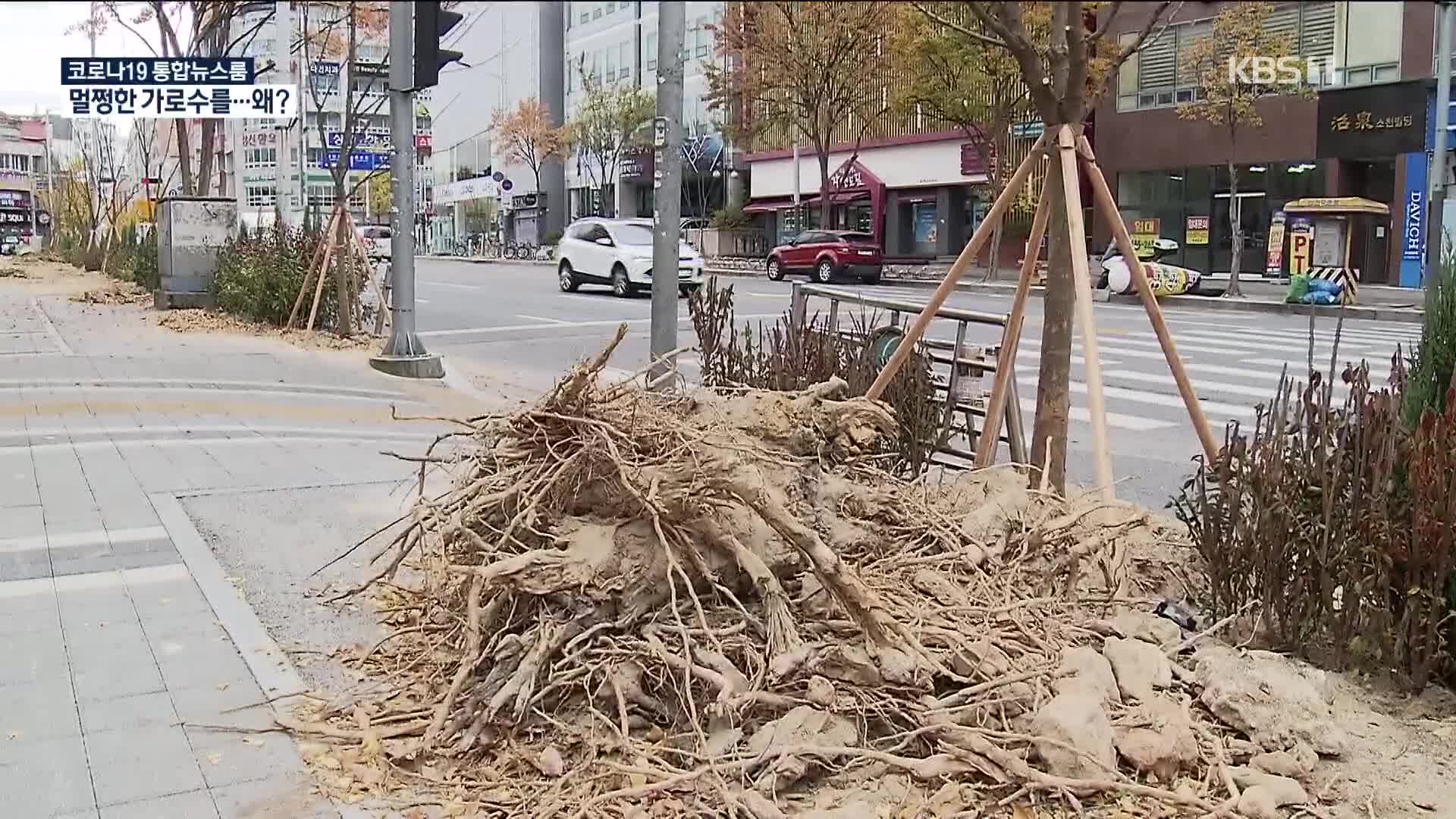 잘려나가는 ‘멀쩡한 나무’…이유는?