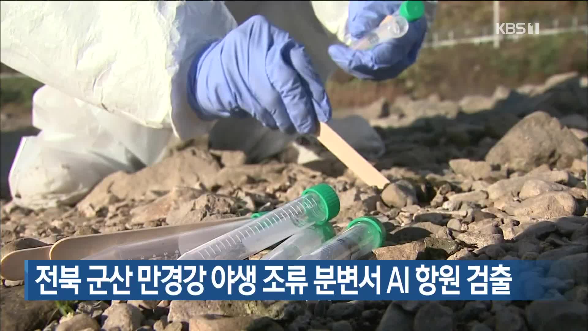 전북 군산 만경강 야생 조류 분변서 AI 항원 검출