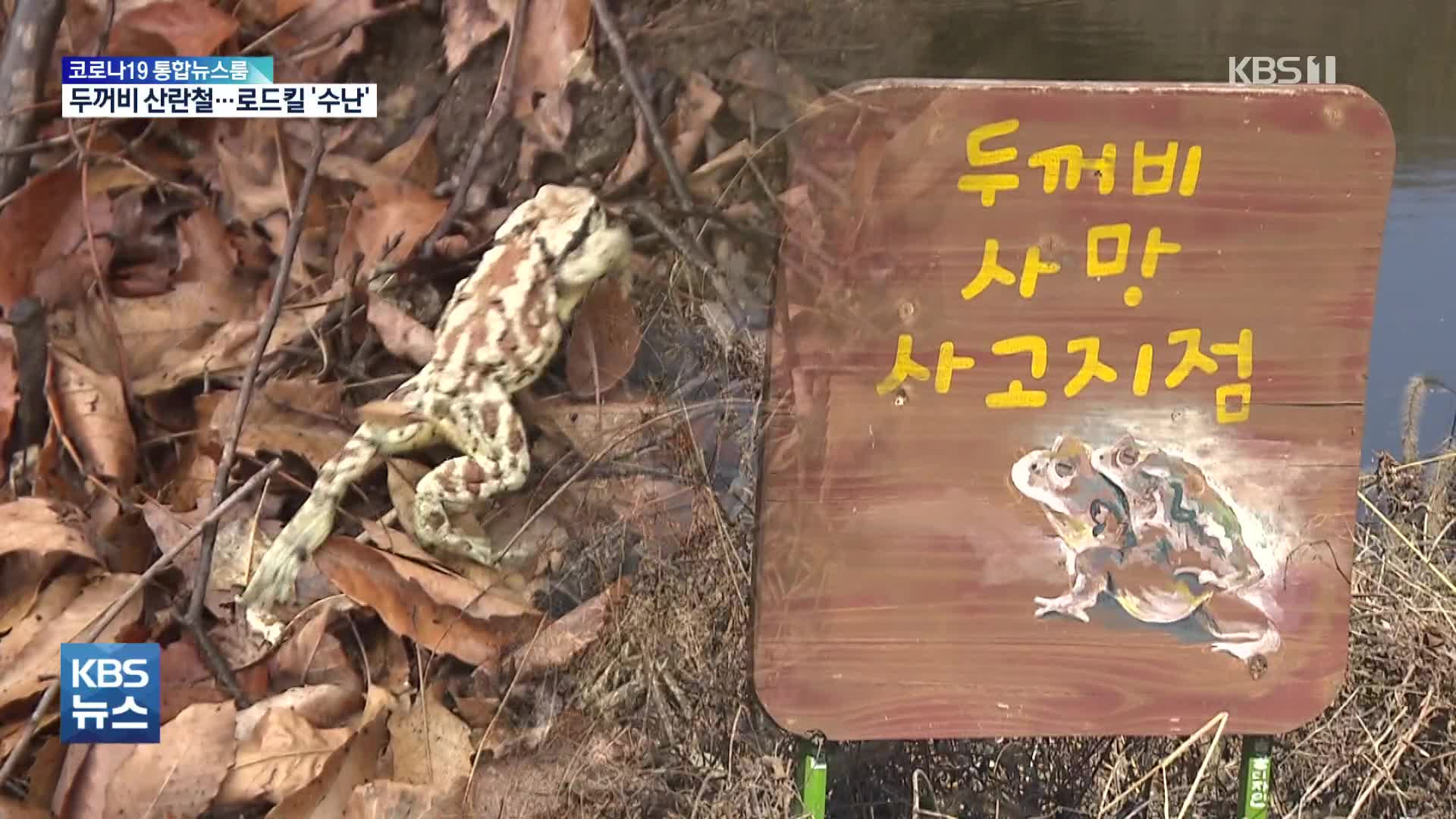 산란철 두꺼비 로드킬…기후변화 지표종 ‘수난’