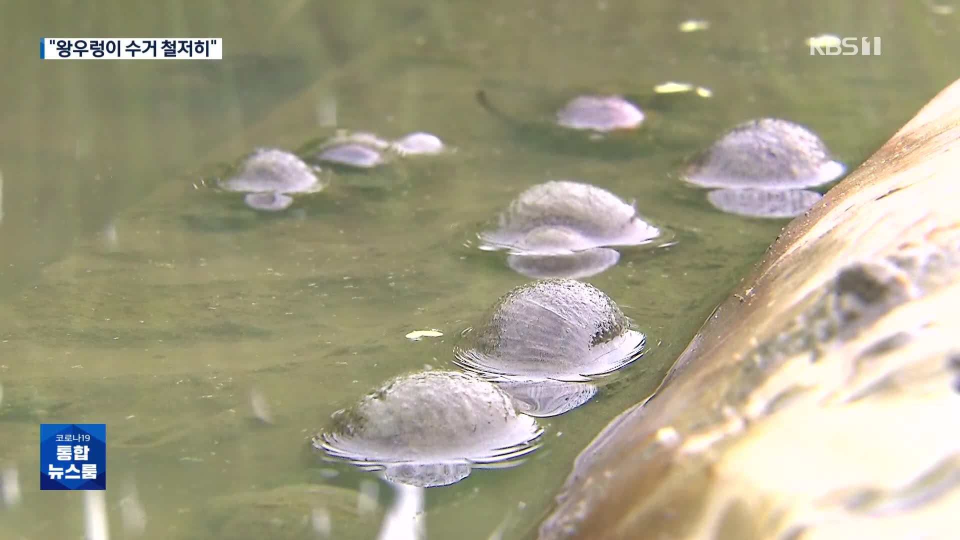 친환경 농법 ‘왕우렁이’ 생태교란…“수거 철저히”