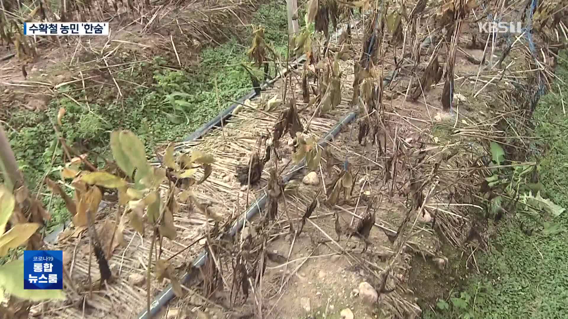 폭염과 폭우 속에 썩은 인삼 속출…수확철 농민 ‘한숨’