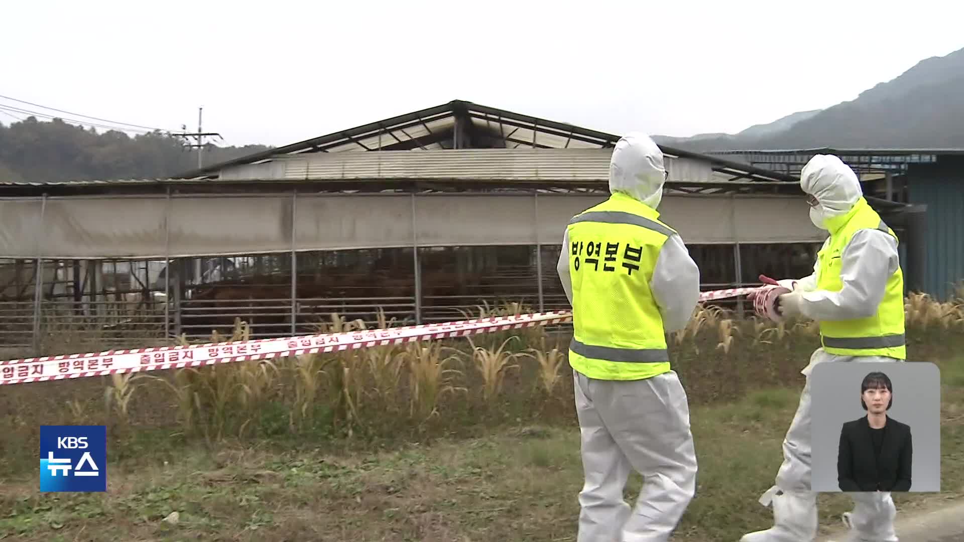 럼피스킨 확진 60여 건…발생 지역 확대