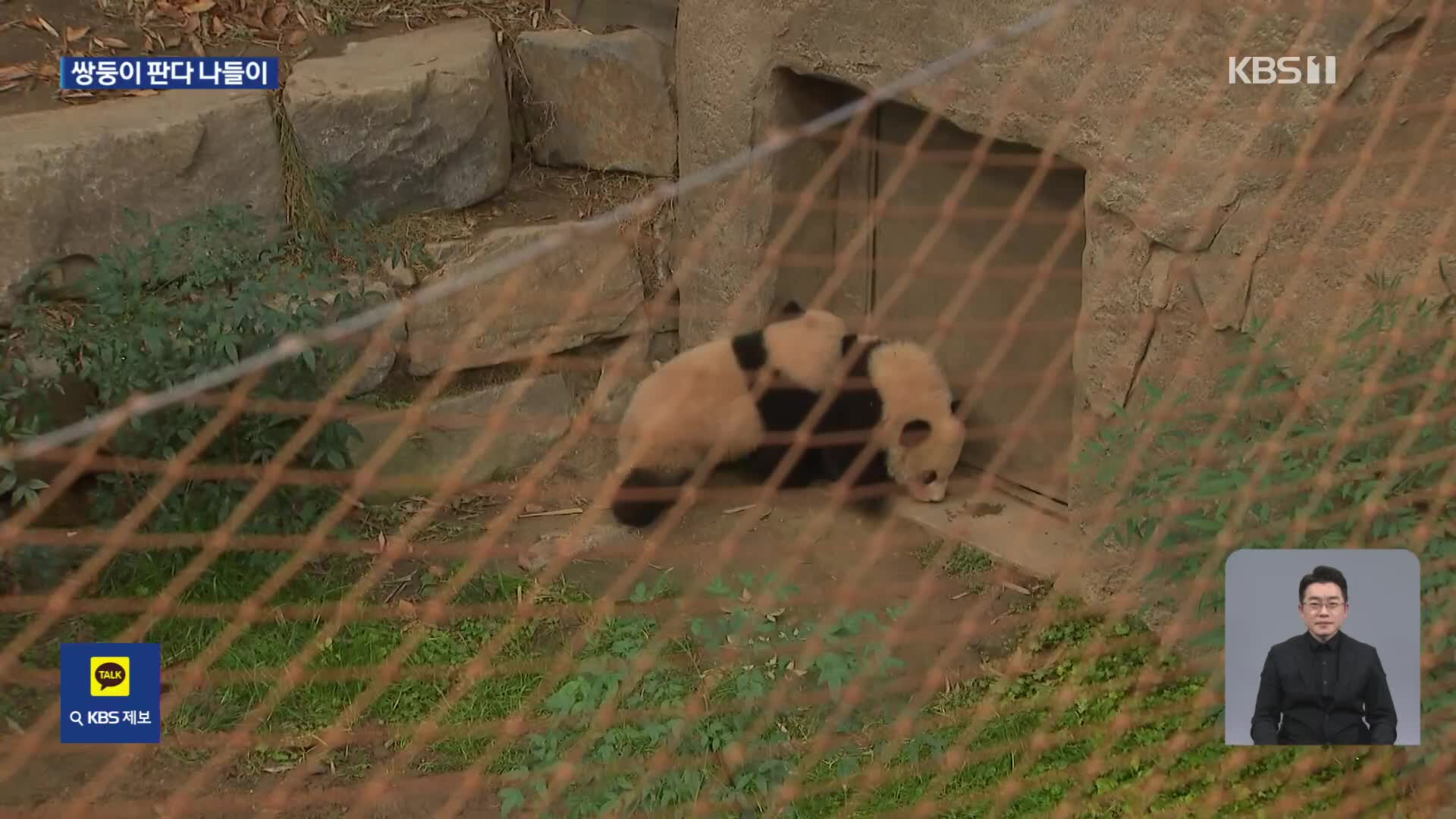 잘 자란 ‘루이·후이’…쌍둥이 판다 본격 나들이 ‘시작’