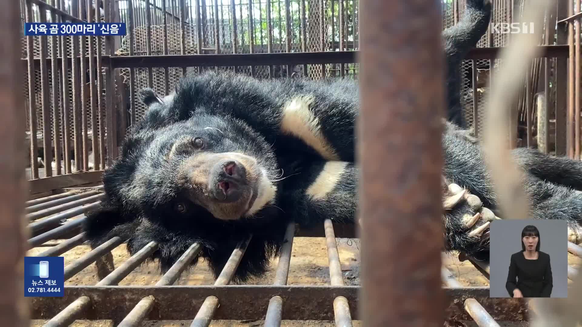 푸바오 열풍 뒤에…사육 곰 3백 마리 아직도 신음