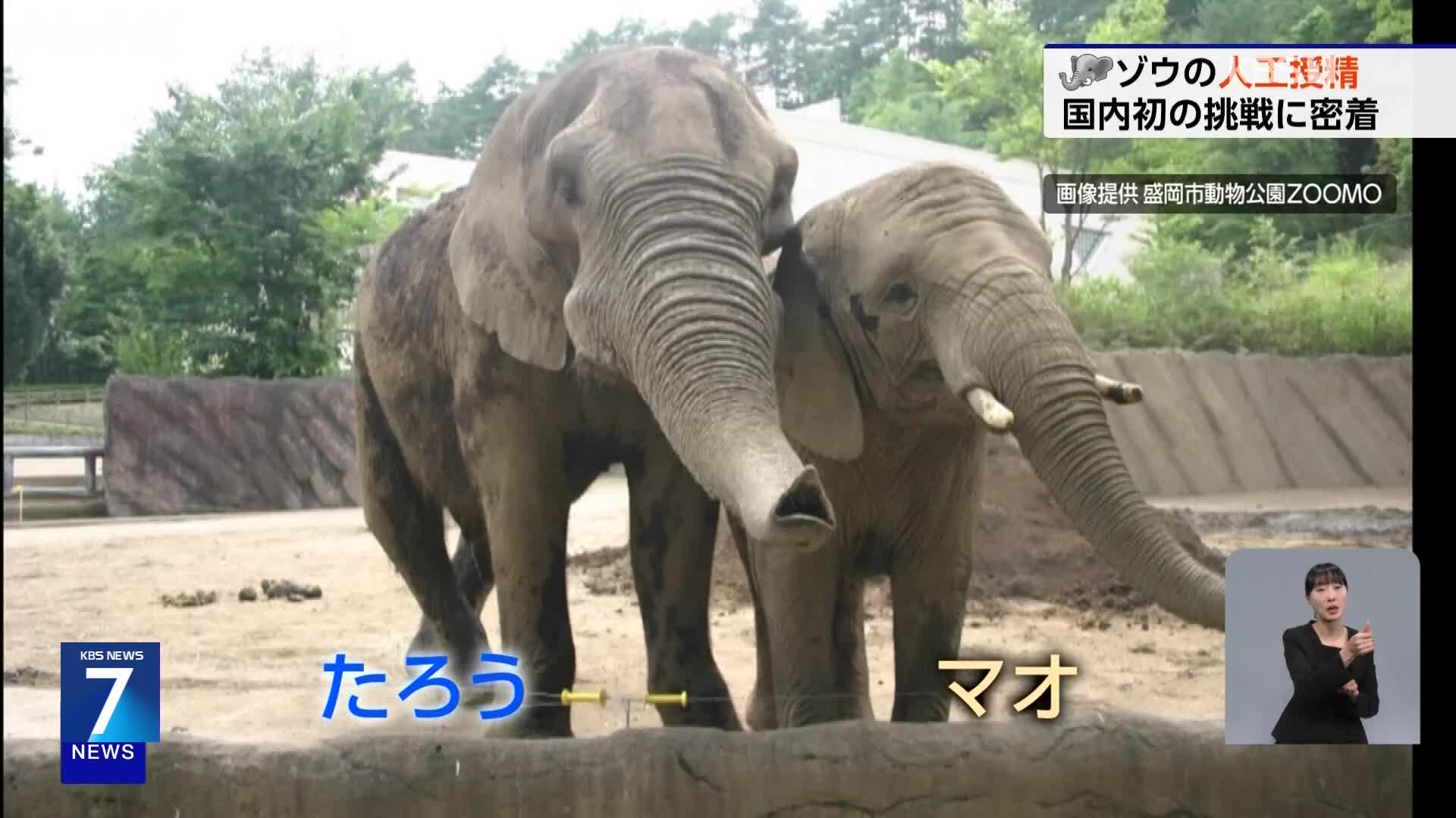 일본, 동물원 고령화에 코끼리 인공 수정