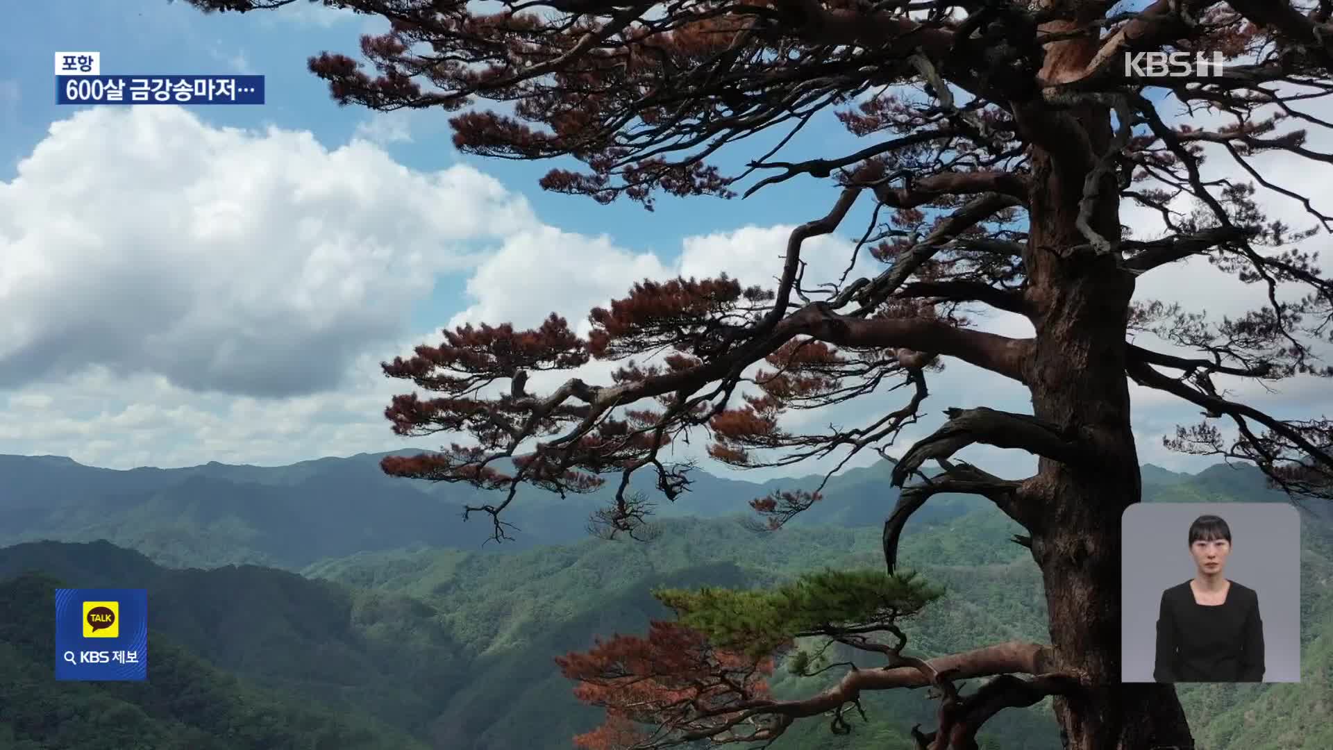 600년 금강송마저…기후변화에 ‘신음’