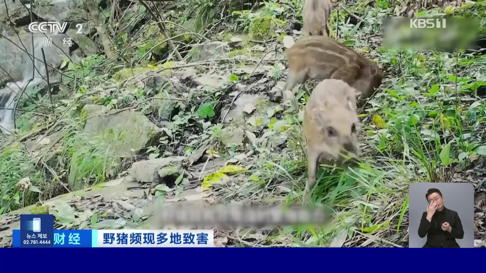 중국, 각지서 멧돼지 습격에 당국도 골머리