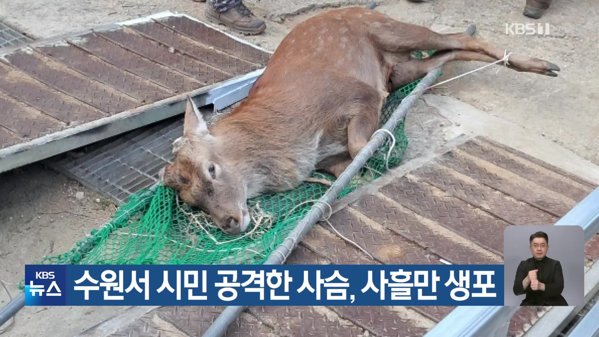 수원서 시민 공격한 사슴, 사흘만 생포