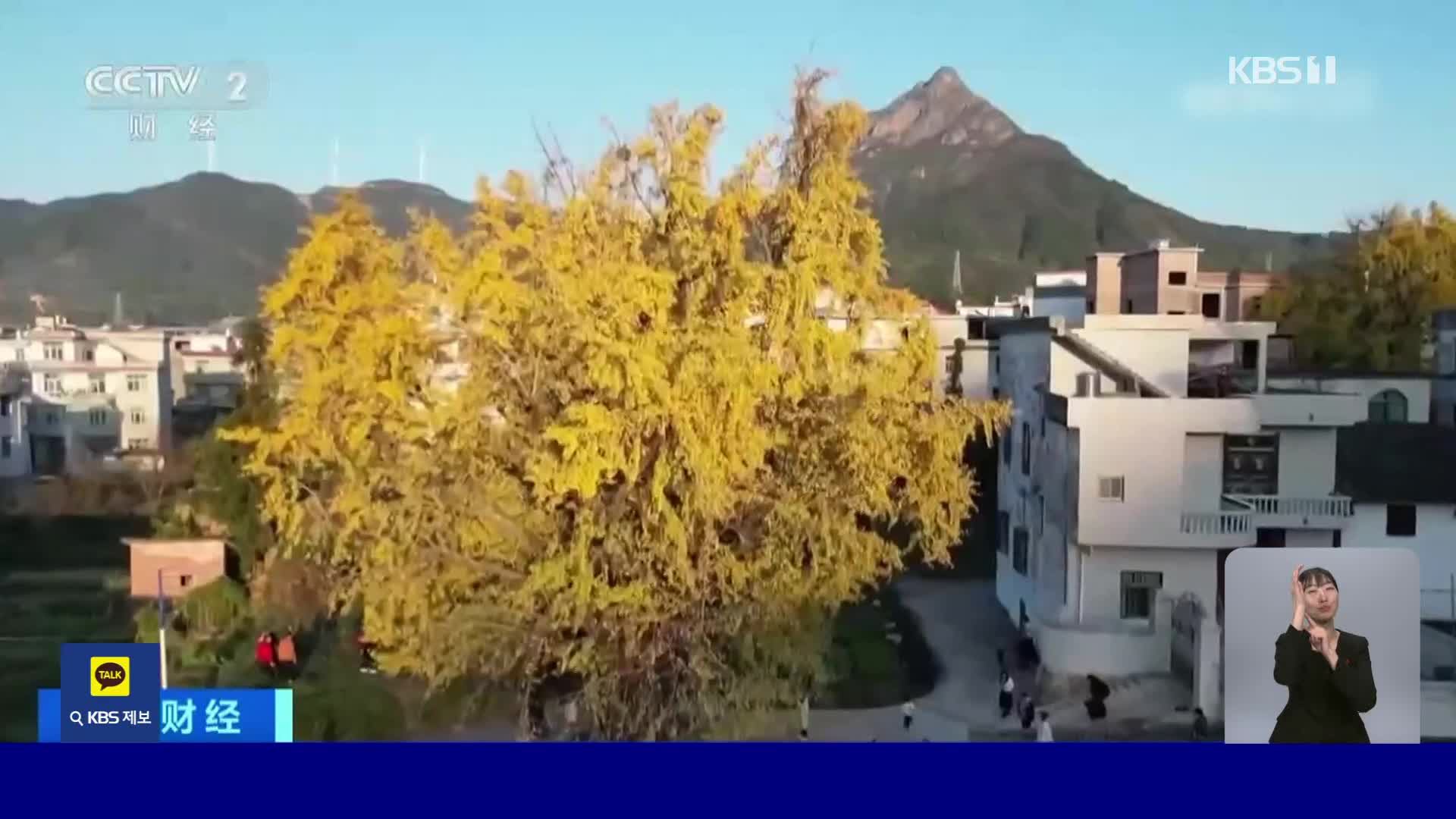 중국, 천 년 된 은행나무 보러 발걸음