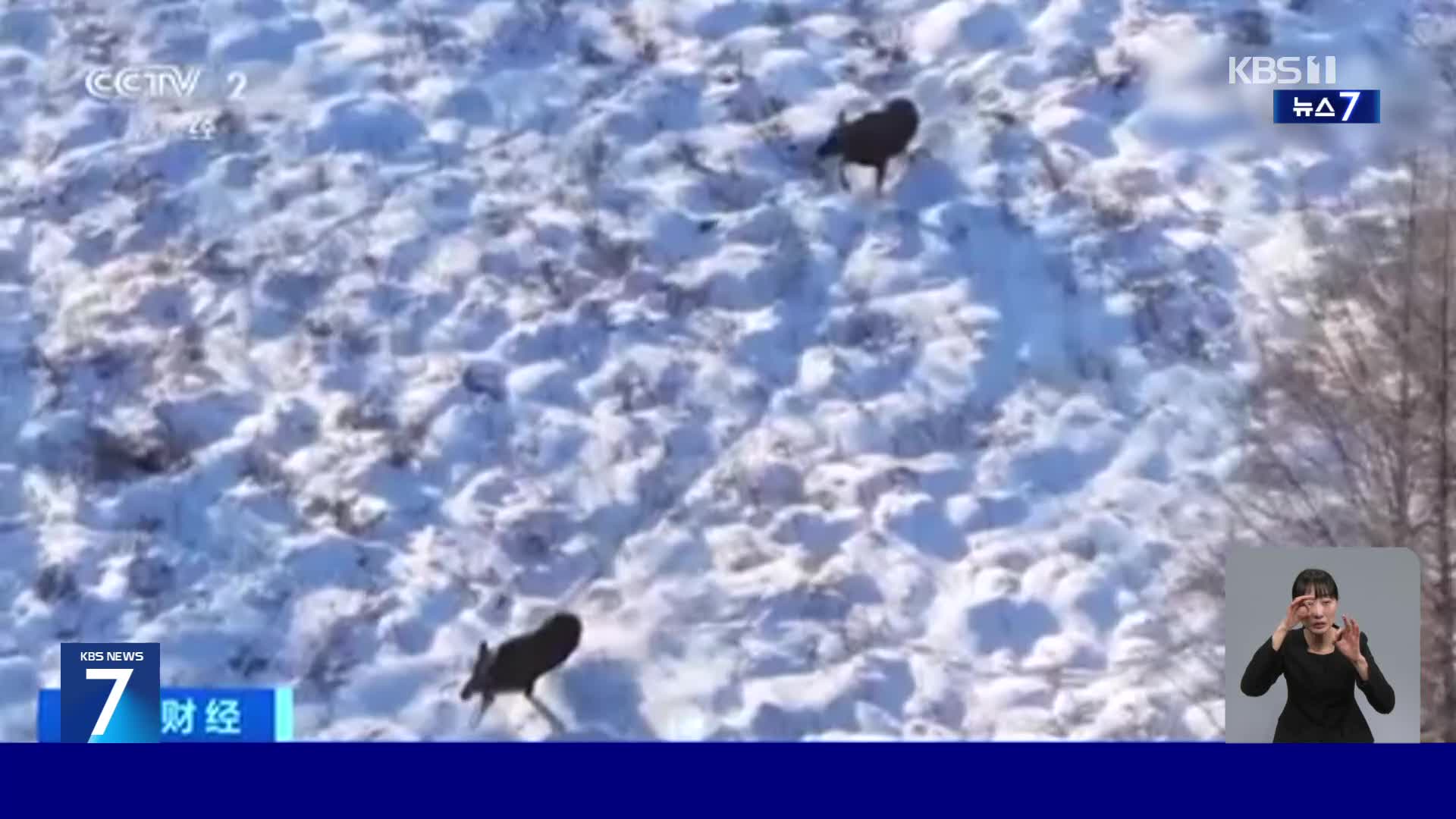 중국, 낙타사슴이 먹이 찾아 다른 무리 들어갔다가 ‘혼쭐’