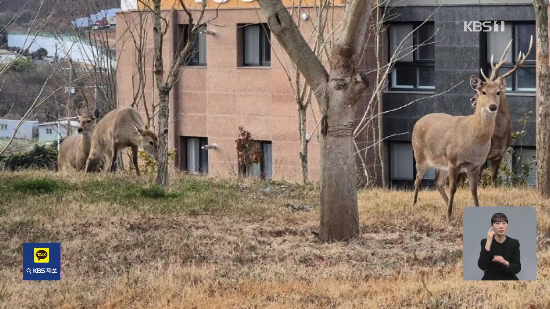 길 가다 사슴 만나면? 순천 도심서 잇따라 출몰 ‘고심’