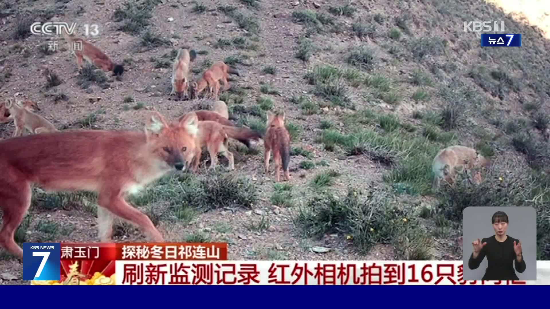 중국, 폐광에서 멸종위기 승냥이 떼로 발견!