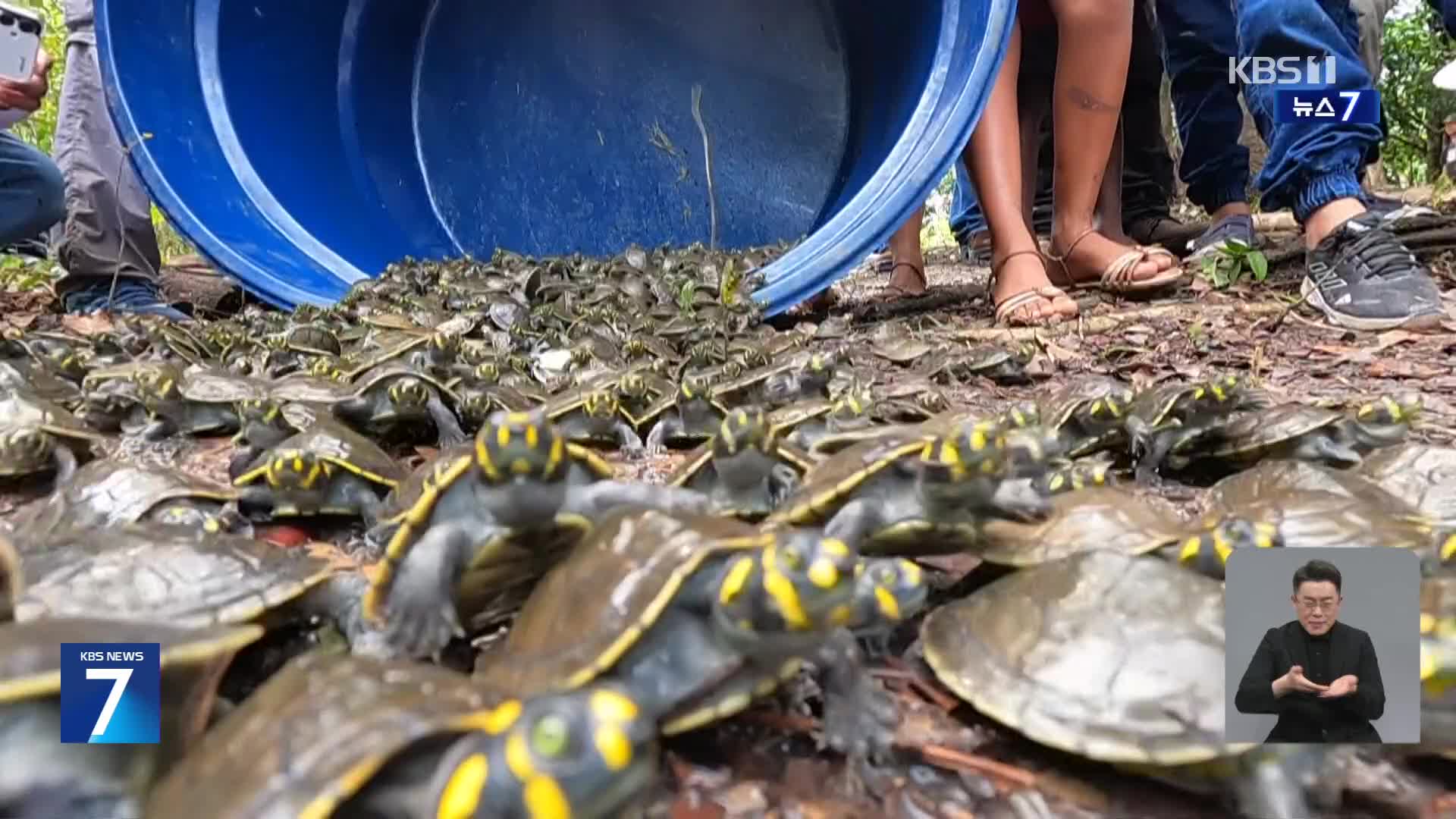 브라질 아마존강에 새끼 노란점거북 방사