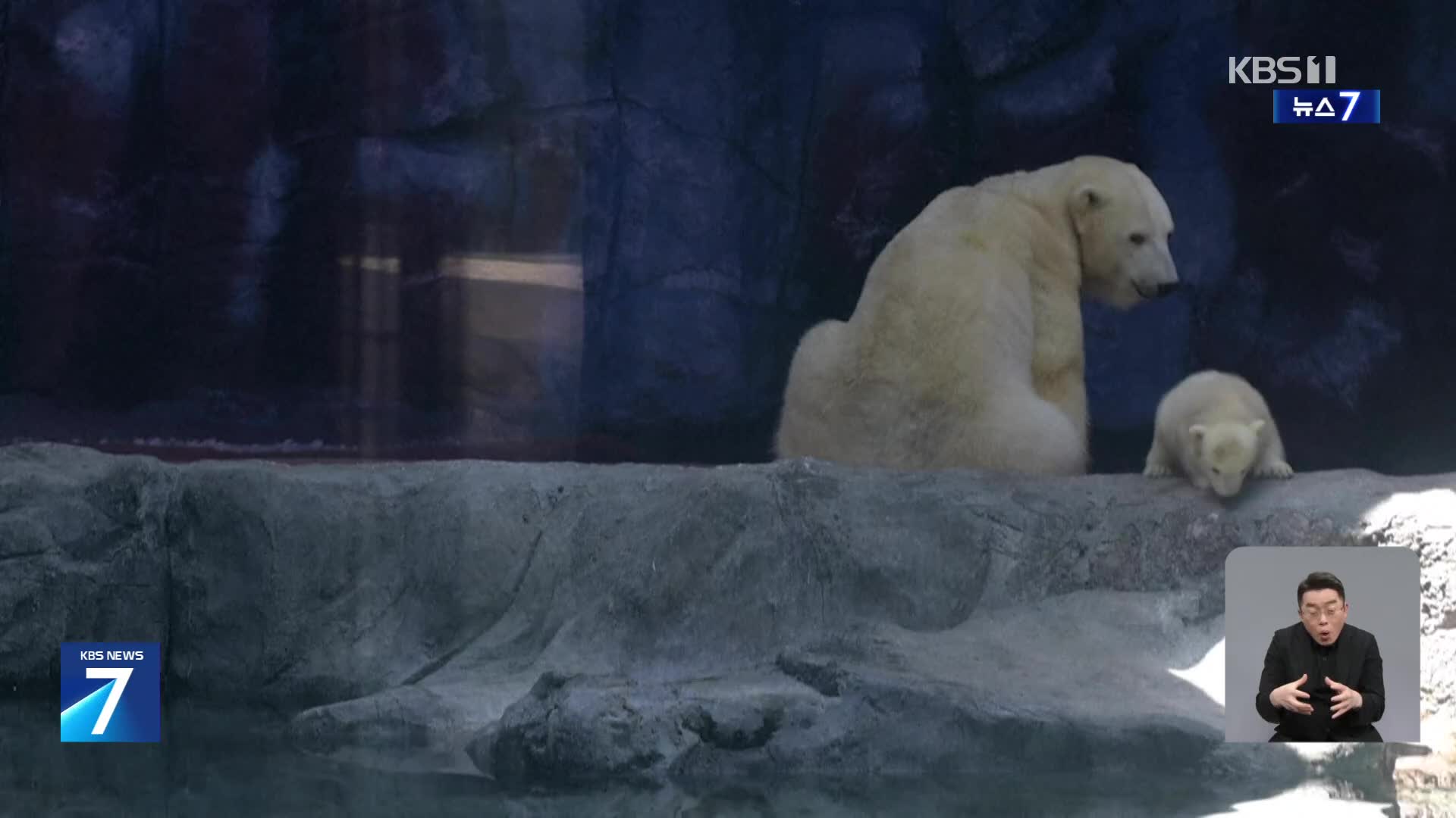 브라질 ‘라틴 아메리카 최초’ 북극곰 탄생