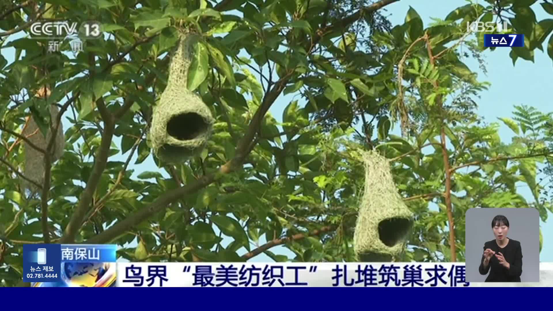 중국, ‘조류의 방직공’ 바야위버 둥지에 탐방객 발길