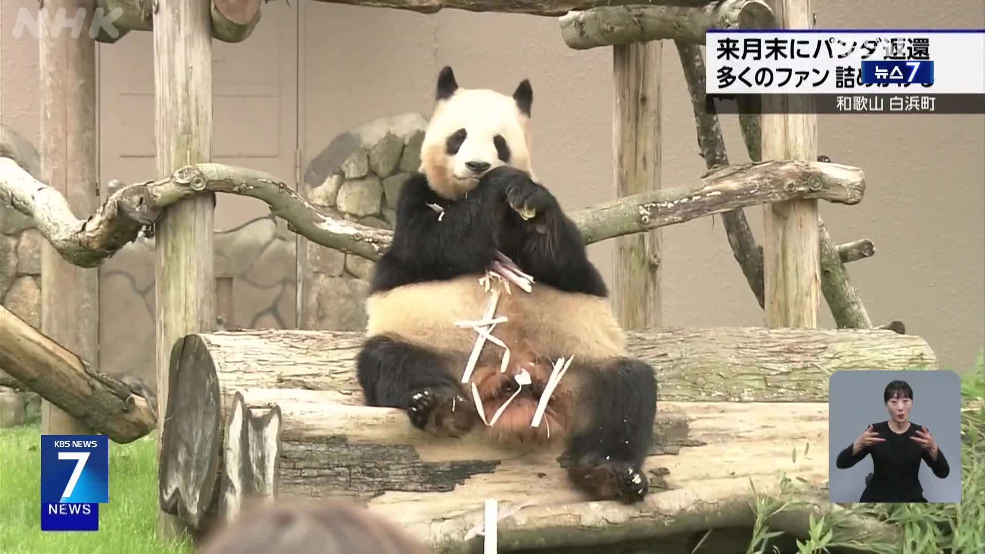 일본, 판다 4마리 반환에 ‘작별 인사’ 관광객 북적 