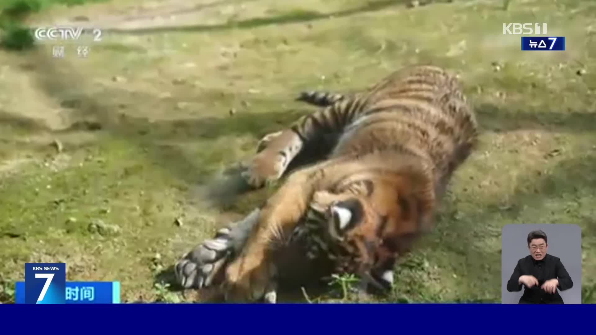 남중국호랑이 야생 복귀 위한 첫 훈련 시작