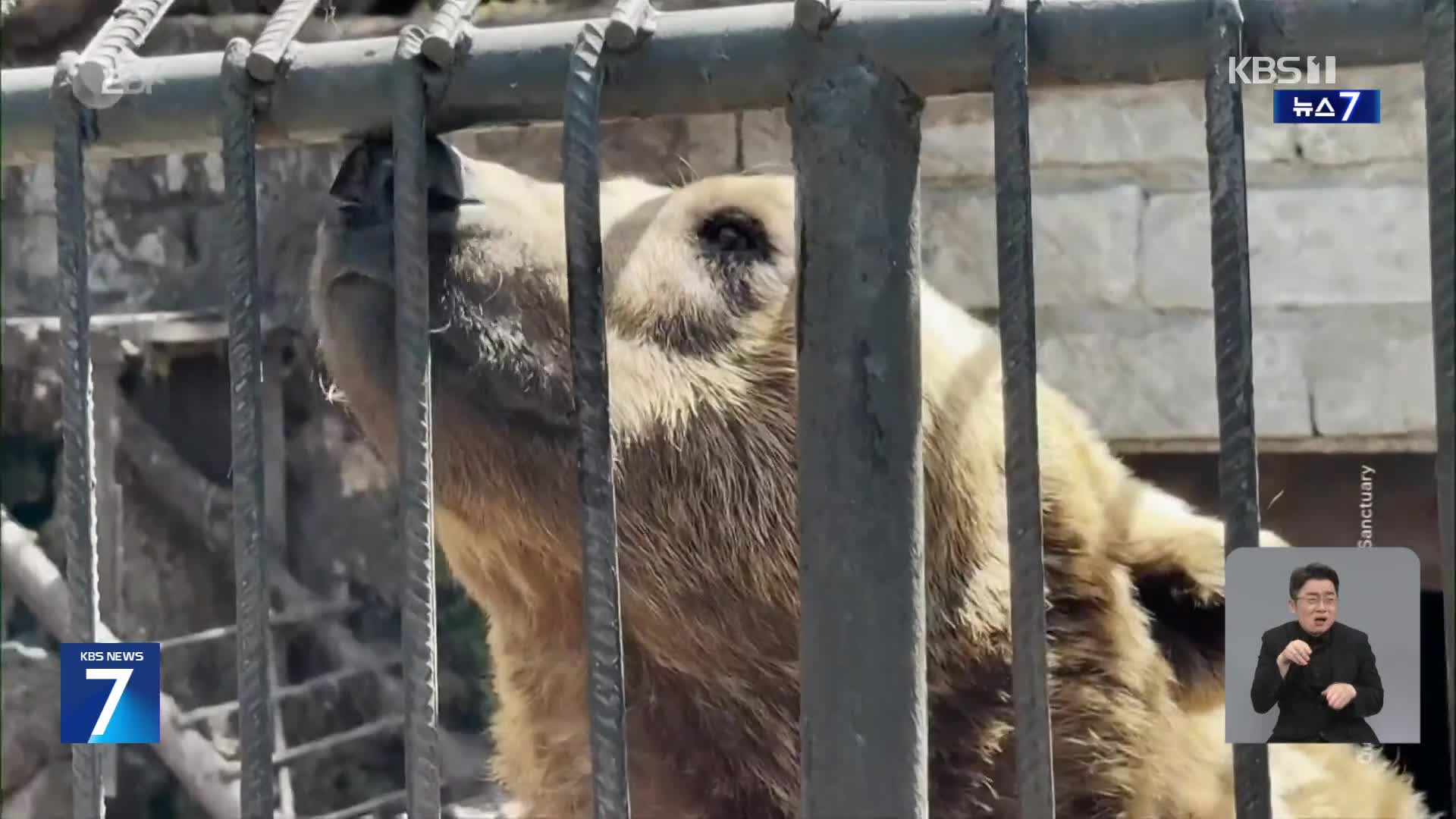 철창에 갇힌 곰 형제, 영국 보호구역으로 이송
