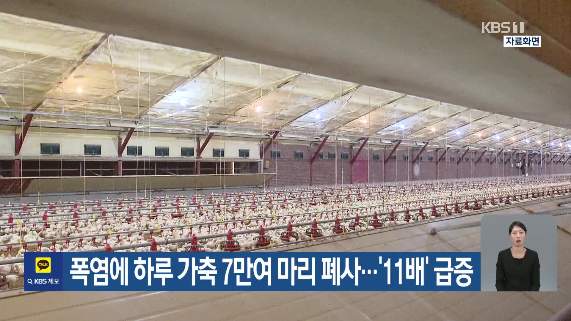폭염에 하루 가축 7만여 마리 폐사…‘11배’ 급증