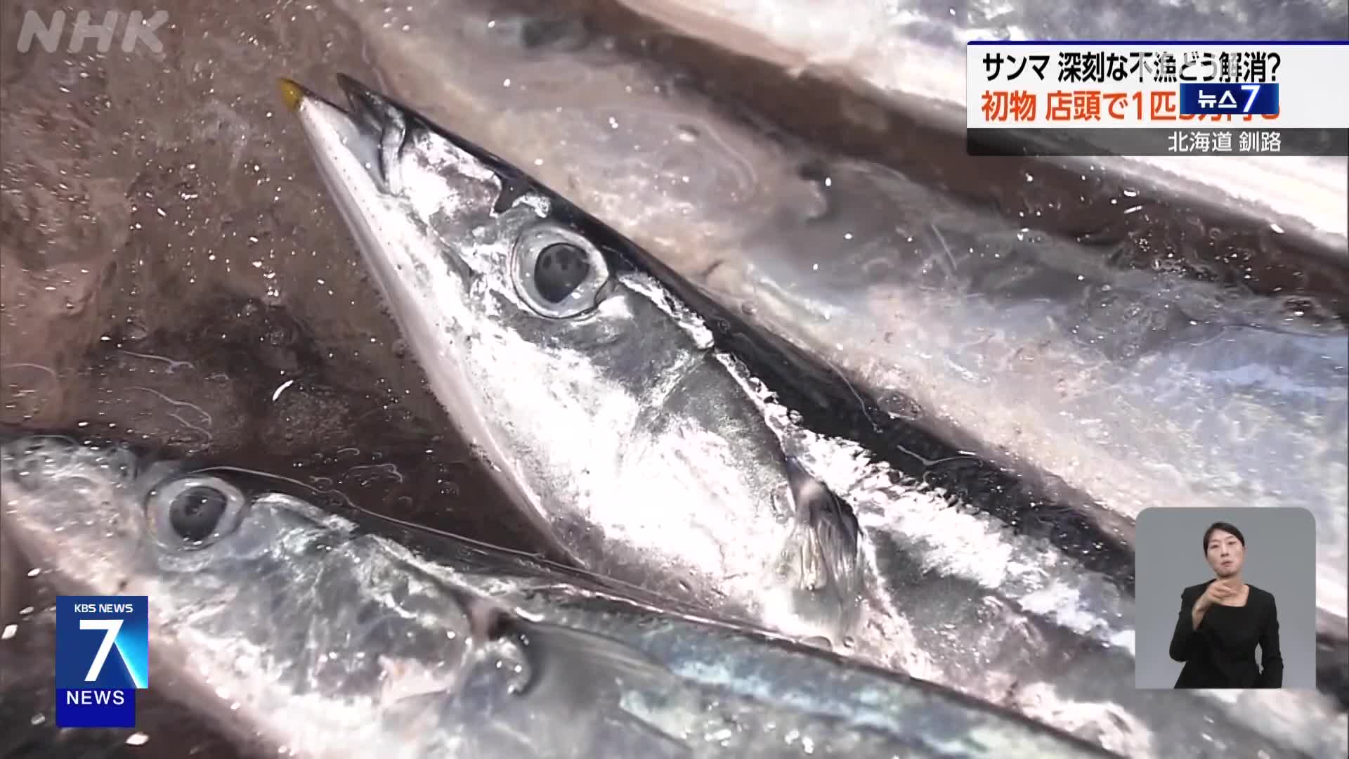 일본, 1kg에 230만 원…꽁치 어획량 급감에 가격 폭등