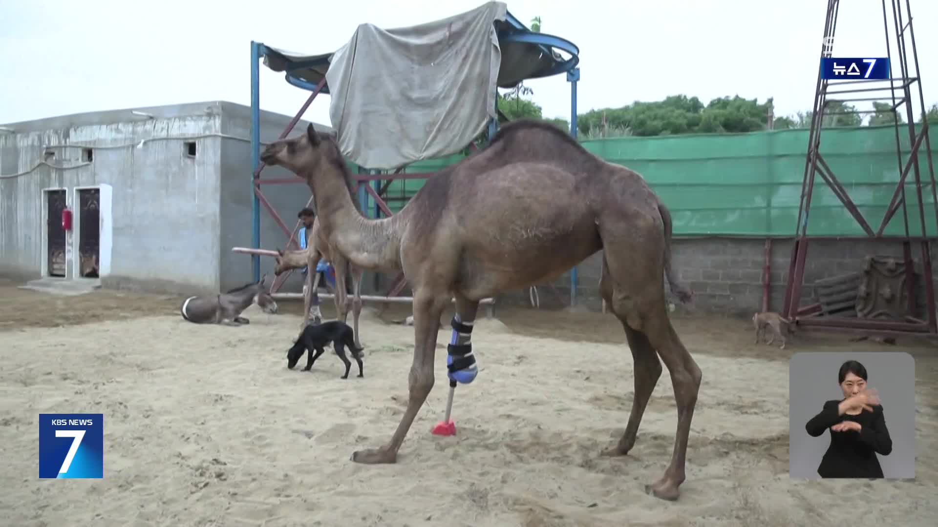 파키스탄, 학대 낙타 ‘캐미’ 의족 달고 다시 걷다