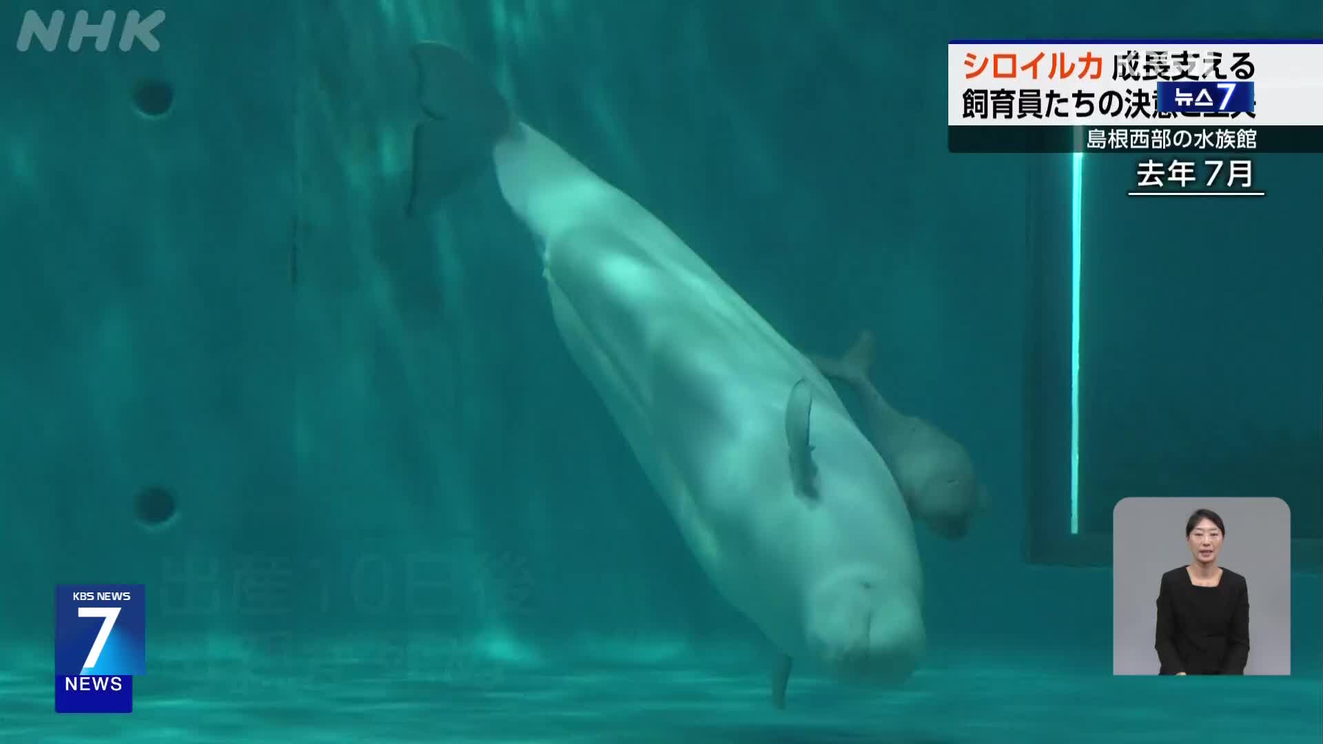 일본, 엄마 잃은 돌고래…사육사들이 키웁니다!