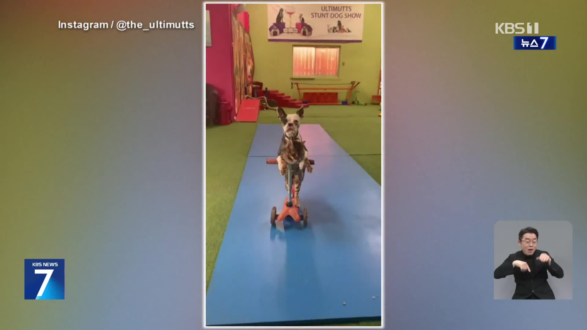 캐나다, 구조 동물에서 스타로…스쿠터 타는 개·고양이