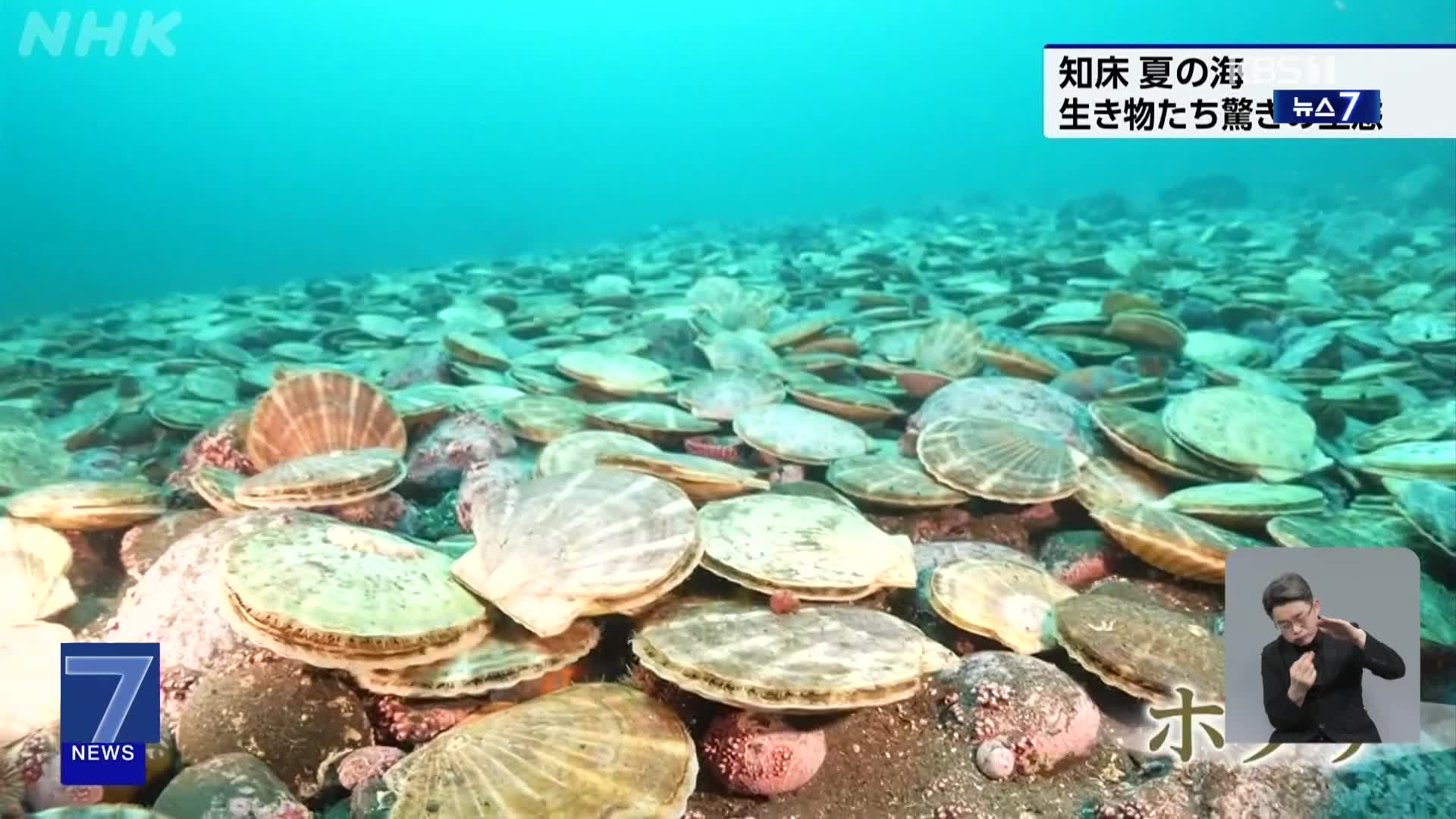 일본, 시레토코 바닷속 천연 가리비 군락 공개