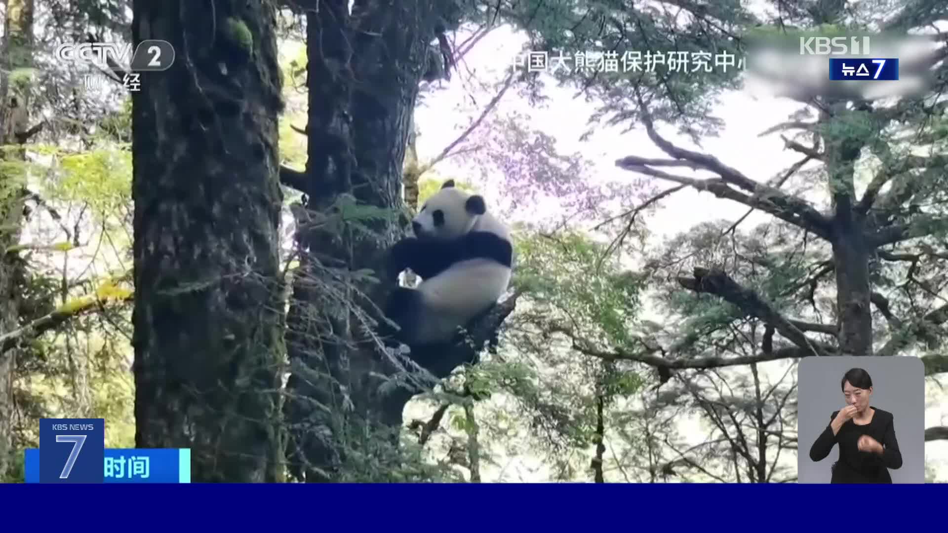 중국, 판다 야생 적응 훈련장을 가다