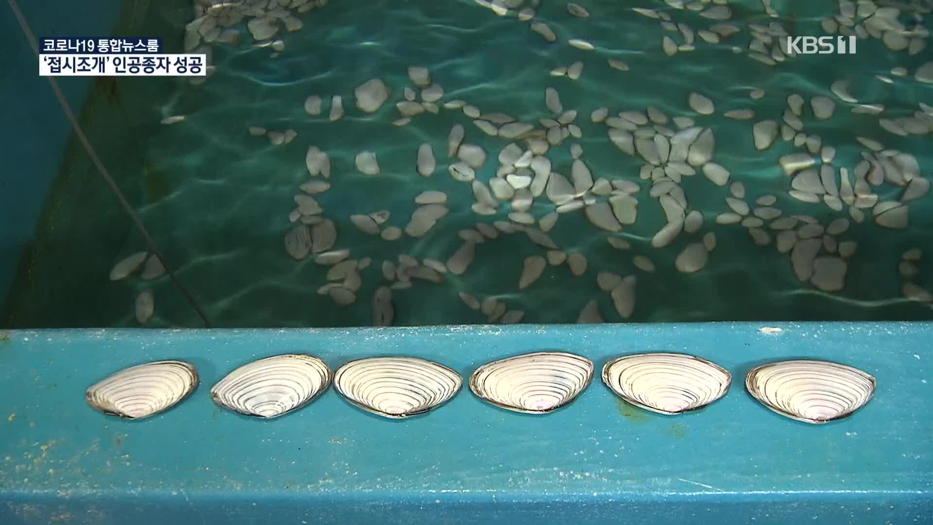 동해안 특산 ‘접시조개’ 인공종자 생산 첫 성공