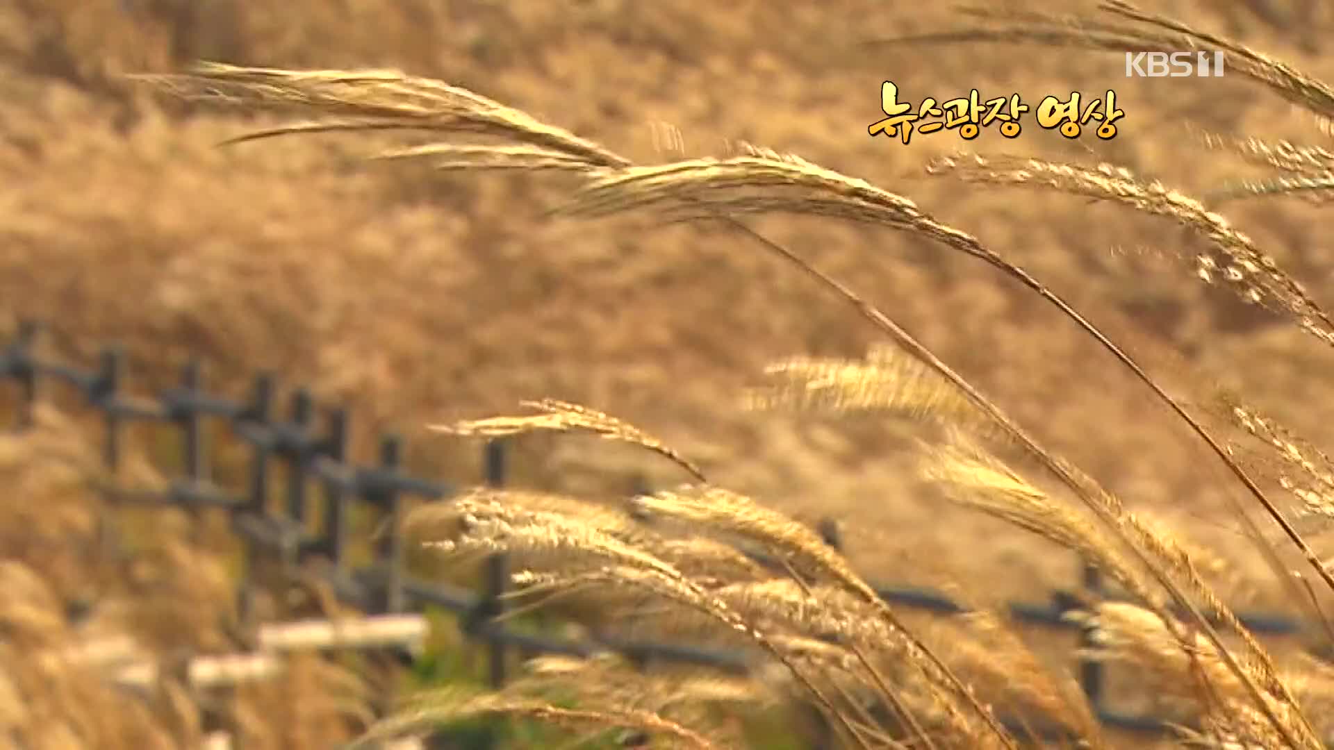 [뉴스광장 영상] 민둥산 억새