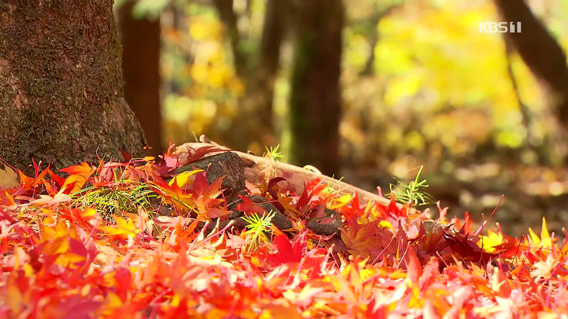 오색 단풍 절정… 속리산의 가을