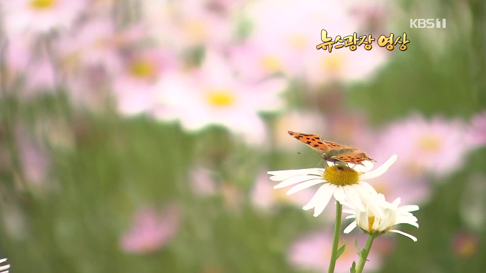 [뉴스광장 영상] 하늘공원