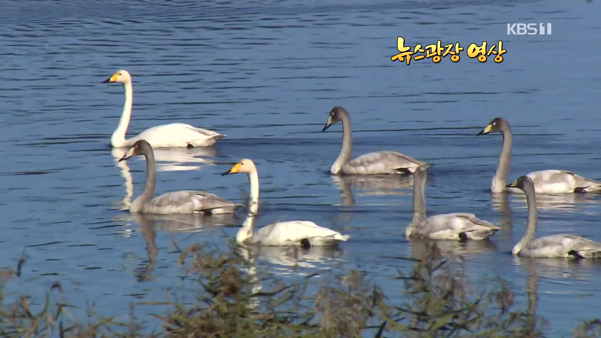 [뉴스광장 영상] 고니가족