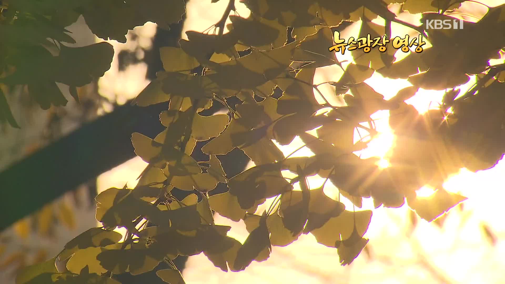 [뉴스광장 영상] 아직 가을