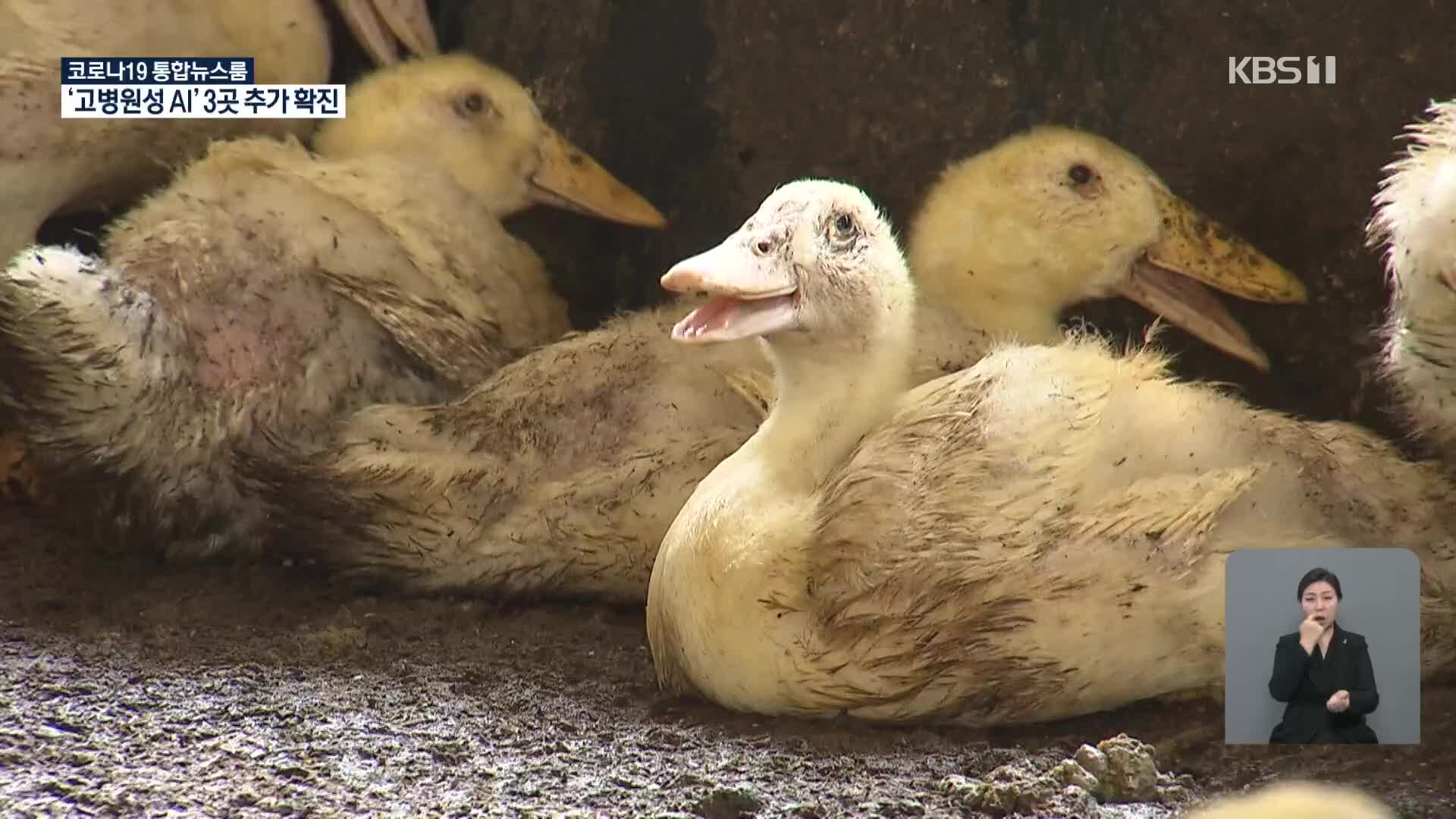 전국 가금농장 3곳서 고병원성 AI 확진…차단 방역 비상