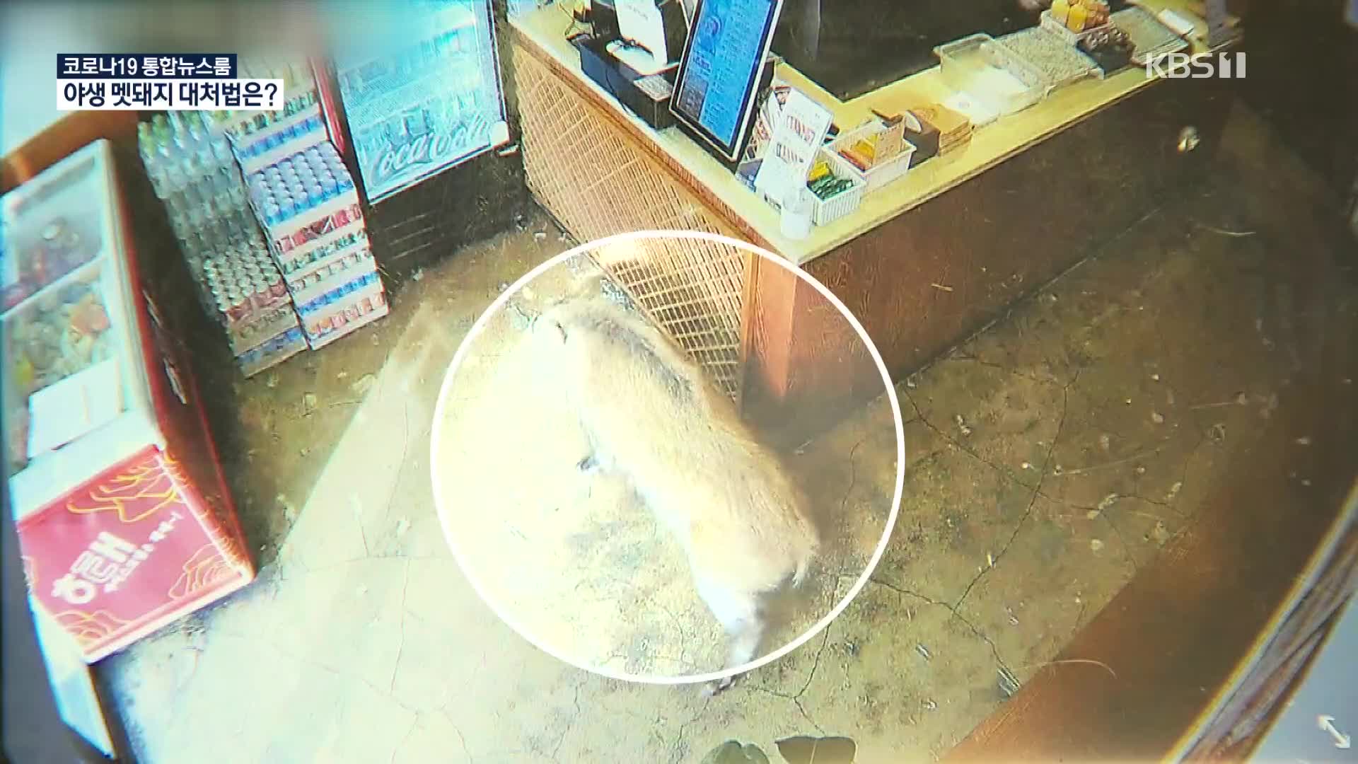 야생 멧돼지의 습격…“몸 피하고 길 터줘야”