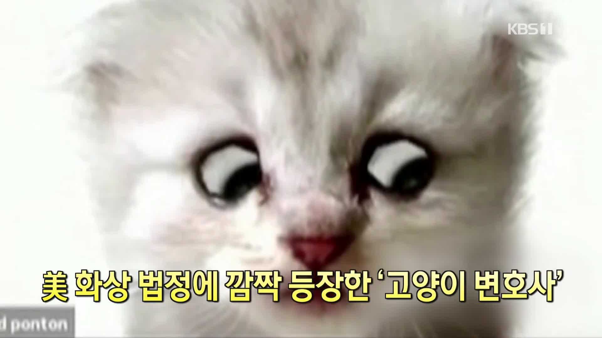 [코로나19 국제뉴스] 美 화상 법정에 깜짝 등장한 ‘고양이 변호사’