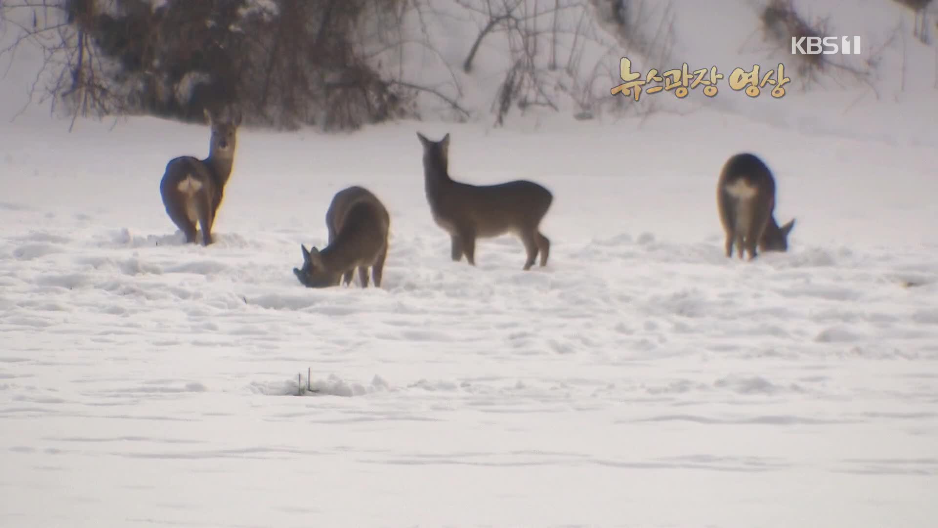 [뉴스광장 영상] 설원의 노루떼